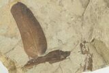 Fossil Flora (Macroneuropteris & Annularia) Plate Pos/Neg - Kentucky #201663-5